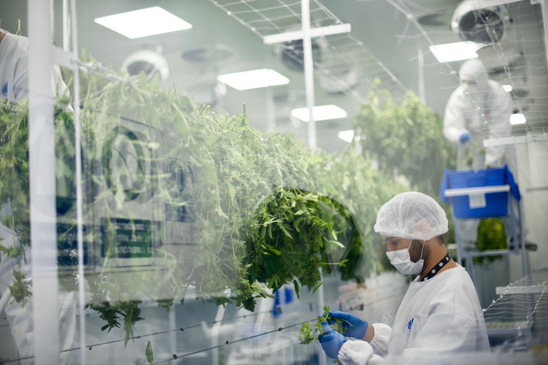 Fotmer y BRC concretaron el primer embarque de flores de cannabis medicinal desde América del Sur a EE.UU