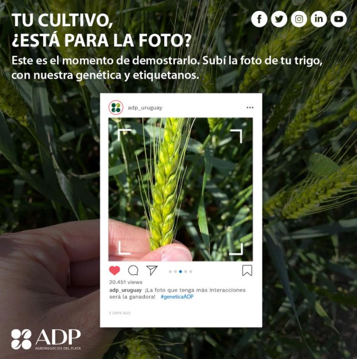 Las semillas con genética de ADP-Agronegocios del Plata se destacan en el país